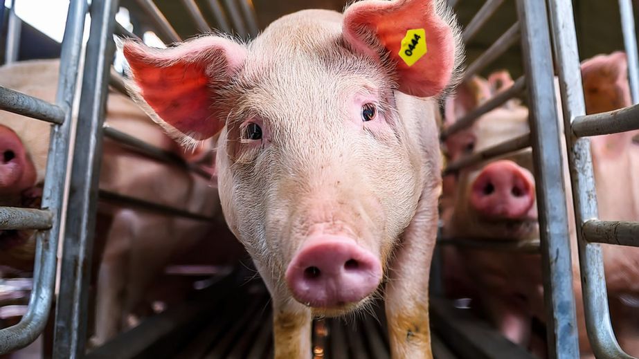 Тисячі мертвих тварин: на Дніпропетровщині зафіксували спалах африканської чуми серед свиней (ВІДЕО)