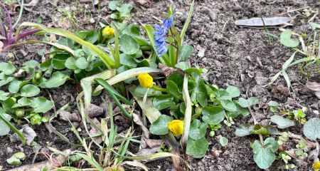 Весна украшает Днепр: в парках начали появляться первоцветы (ФОТО)