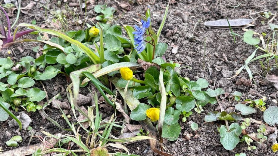 Весна прикрашає Дніпро: у парках почали зʼявлятися первоцвіти (ФОТО)