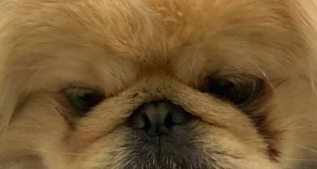 З тіла дістали 11 уламків: у ветклініці рятують пекінеса, який постраждав під час обстрілу Нікополя (ФОТО)