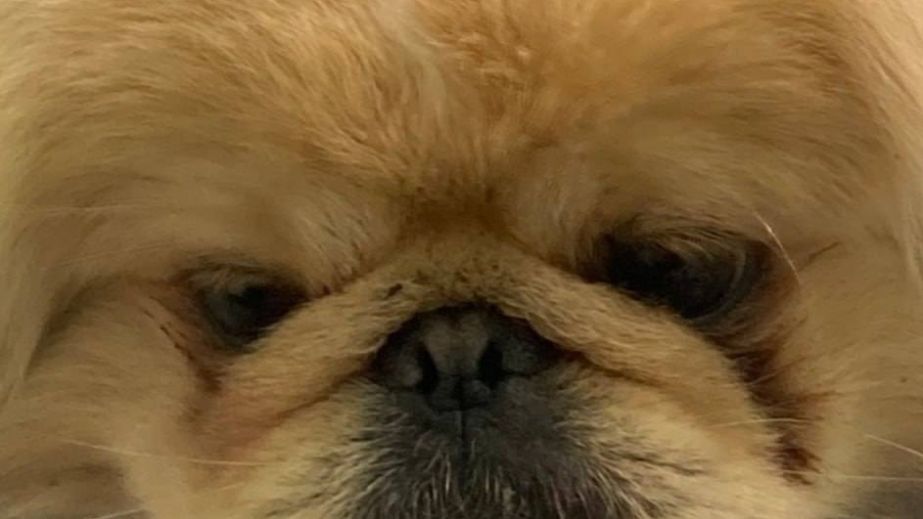 З тіла дістали 11 уламків: у ветклініці рятують пекінеса, який постраждав під час обстрілу Нікополя (ФОТО)