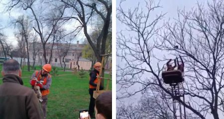 В Днепре спасли кота, который двое суток сидел на дереве в центре города