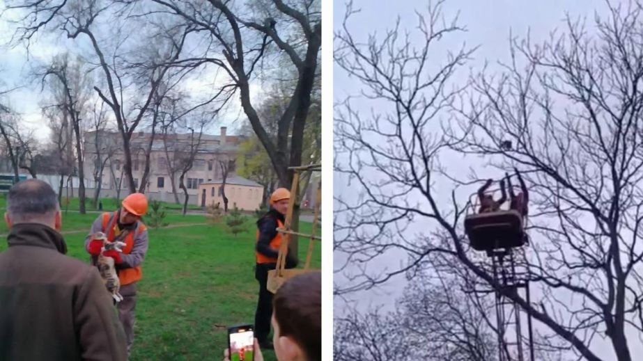 У Дніпрі врятували кота, який дві доби сидів на дереві в центрі міста