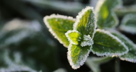 Уже этой ночью всю область накроют заморозки