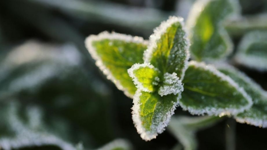 Уже этой ночью всю область накроют заморозки
