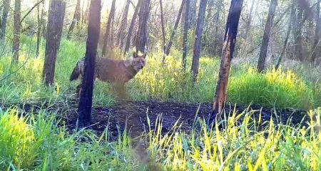 На Криворіжжі помітили рідкісного у наших краях хижака