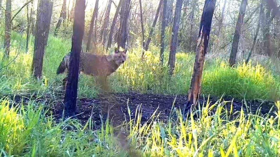 На Криворіжжі помітили рідкісного у наших краях хижака