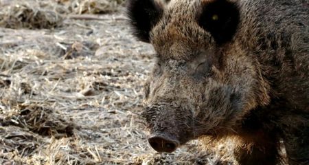 В Кривом Роге заметили огромных кабанов
