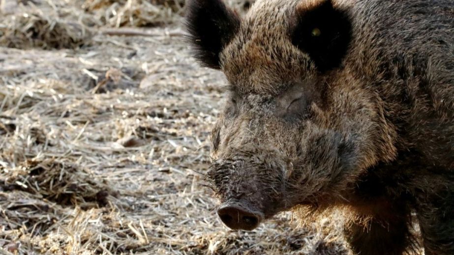В Кривом Роге заметили огромных кабанов