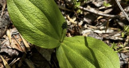 Справжнє диво у Діївських плавнях: у Дніпрі виявили рідкісну орхідею з Червоної книги (ФОТО)