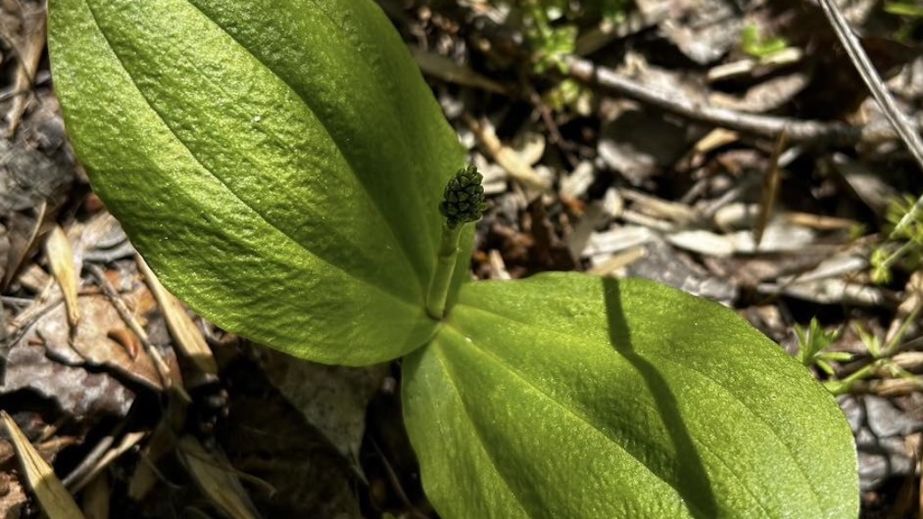 Настоящее чудо в Диевских плавнях: в Днепре обнаружили редкую орхидею из Красной книги (ФОТО)