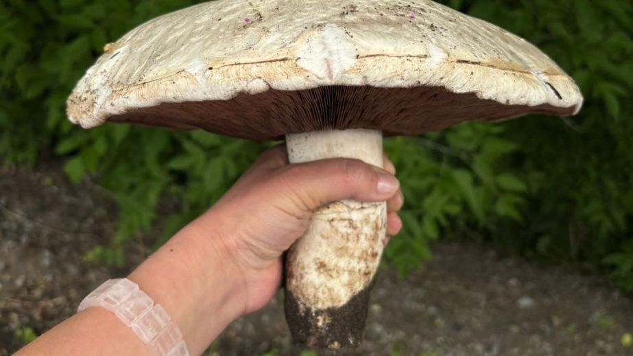 Грибники Днепра нашли гигантские шампиньоны весом до одного килограмма (ФОТО)