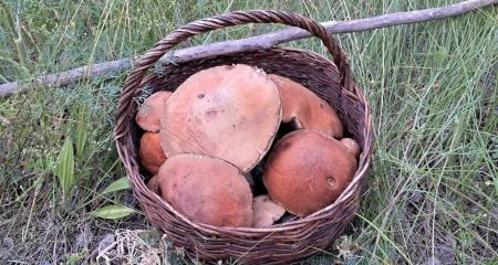 У лісах під Павлоградом грибник знайшов підосичники-велетні (ФОТО)