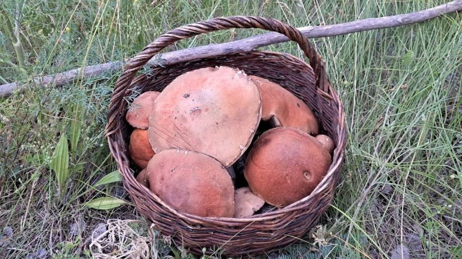 У лісах під Павлоградом грибник знайшов підосичники-велетні (ФОТО)