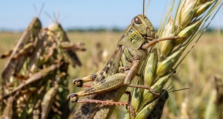 На Дніпропетровщині стрімко зростає чисельність сарани