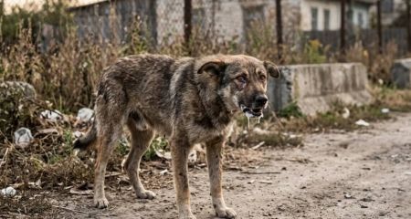 Случай бешенства в Каменском районе: собака покусала владельца и умерла, в поселке ввели карантин