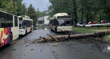 В Кривом Роге дерево упало на провода возле рудообогатительной фабрики (ВИДЕО)