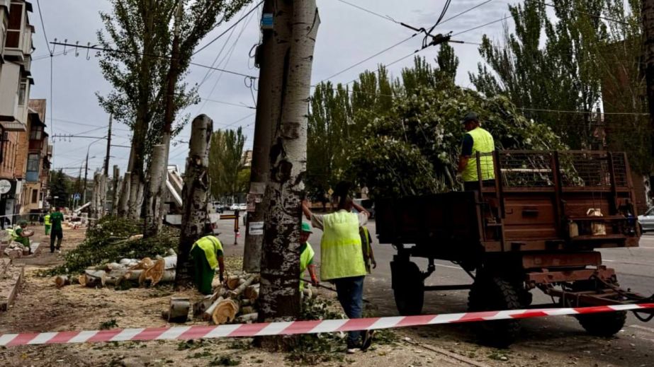 "Залишили самі стовбури": у Кривому Розі комунальники провели радикальне обрізання дерев