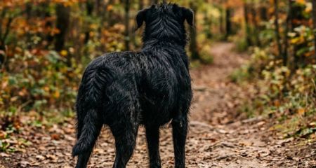 Жестокое обращение с животными: в Кривом Роге неизвестный ранил стрелой собаку (ФОТО)