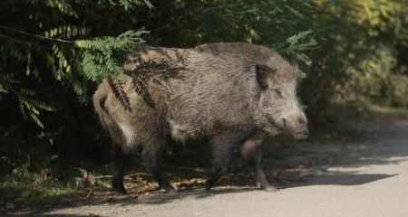 У Дніпрі на півострові оселився дикий кабан (ВІДЕО)