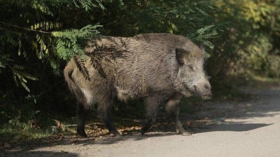 У Дніпрі на півострові оселився дикий кабан (ВІДЕО)