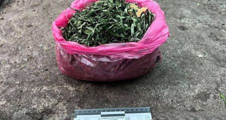 У Марганці поліція виявила нарковмісні рослини на подвір'ї місцевої мешканки (ФОТО, ВІДЕО)