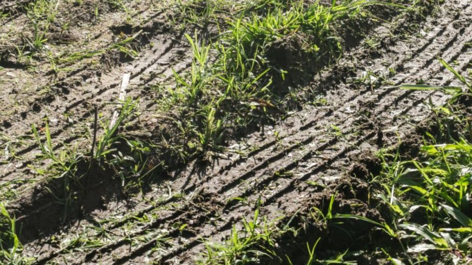 "Зрізав" шлях по клумбі: у Кам&rsquo;янському водій позашляховика знищив троянди на площі (ВІДЕО)