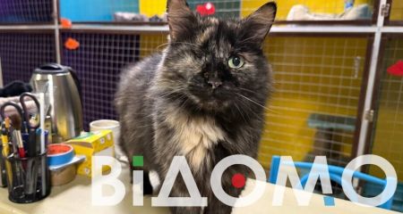 Пушистые переселенцы...