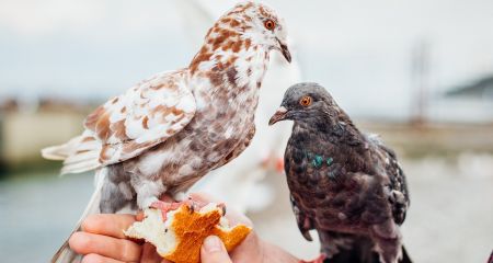 В супермаркете Днепра голубь охраняет полку с хлебом (ФОТО)