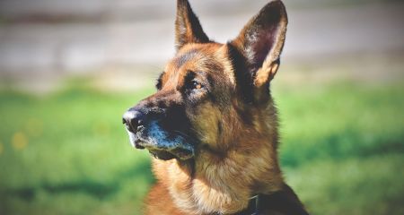 Помогите разыскать: во время обстрела в Кривом Роге пропала собака (ФОТО)