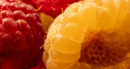 В Днепре в декабре собирают урожай малины (ФОТО)