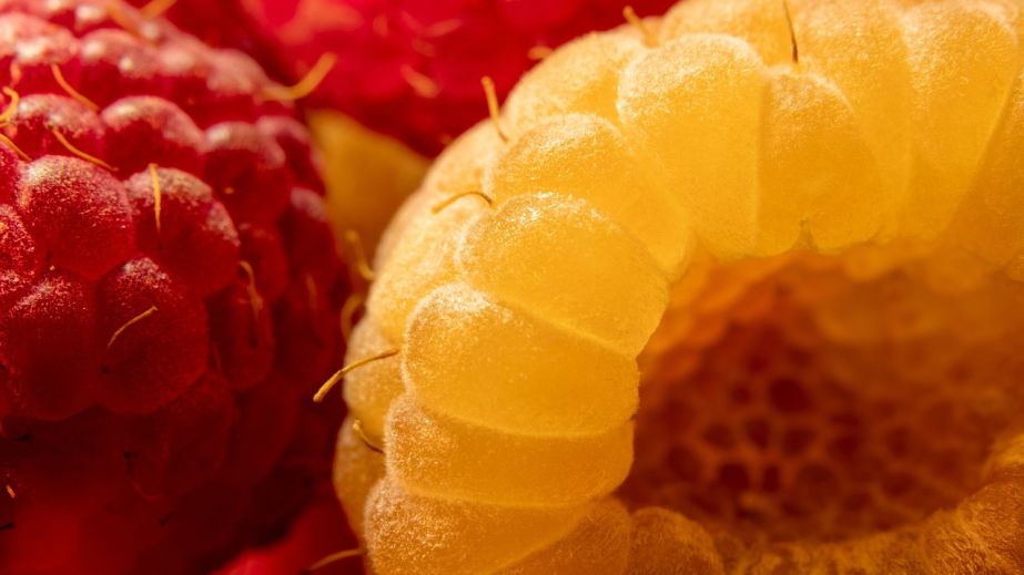 У Дніпрі в грудні збирають врожай малини (ФОТО)