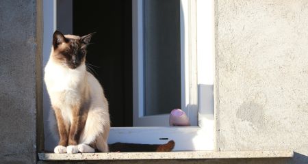 Випала з 7 поверху та застрягла між балконами: у Кривому Розі надзвичайники рятували кішку (ФОТО)