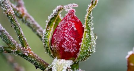 На правому березі Дніпра троянди розквітли зимою (ФОТО)