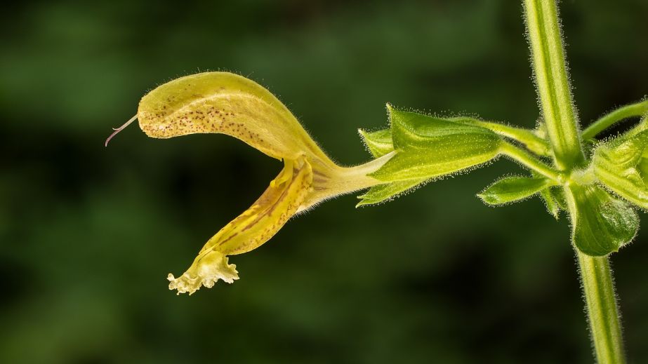 Новый вид редкого растения обнаружили на Днепропетровщине