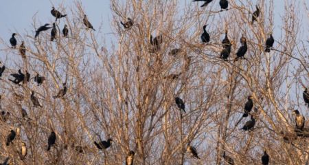 У Кривому Розі помітили нашестя воронів (ВІДЕО)