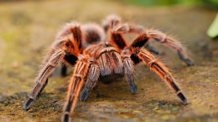 В Днепре по одному из спальных районов гулял гигантский паук (ФОТО)