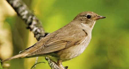 Вважається еталоном: у Дніпрі виявили птаха-віртуоза (ФОТО)