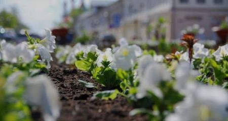 В Днепре пара "цветочных маньяков" крадет радость у соседей (ВИДЕО)