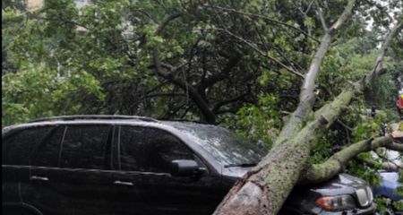 Стихія в Кам'янському: шквальний вітер повалив дерева, постраждали два автомобілі (ФОТО)