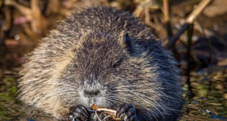 У Дніпрі на Набережній Перемоги оселився унікальний мешканець (ФОТО, ВІДЕО)