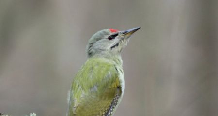 На Дніпропетровщині помітили рідкісного птаха з Червоного списку (ФОТО)