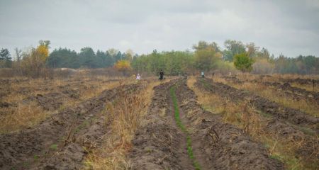 На Дніпропетровщині розгорнули лісовідновну кампанію