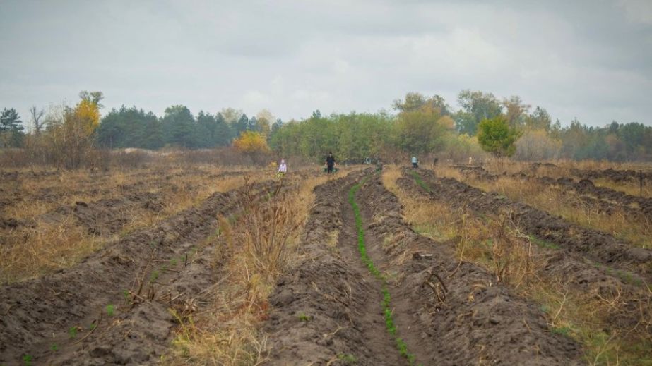 На Дніпропетровщині розгорнули лісовідновну кампанію