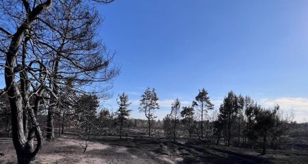 От хвои к сладким плодам: в лесах Днепропетровщины впервые будут садить фруктовые деревья