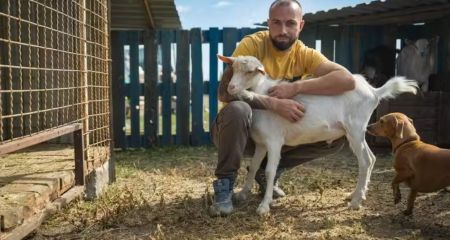 До притулку на Дніпропетровщині евакуювали 11 козлів із Донецької області