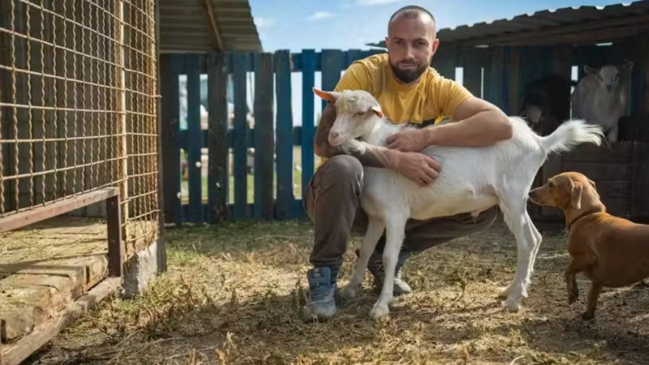 До притулку на Дніпропетровщині евакуювали 11 козлів із Донецької області