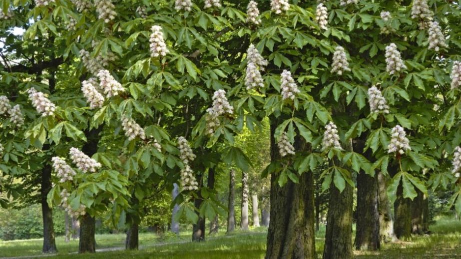 У Дніпрі восени зацвіли каштани (ФОТО)