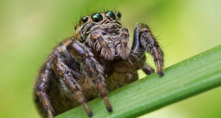 Необычная находка: в Днепре обнаружили паука с ядовитыми зубцами