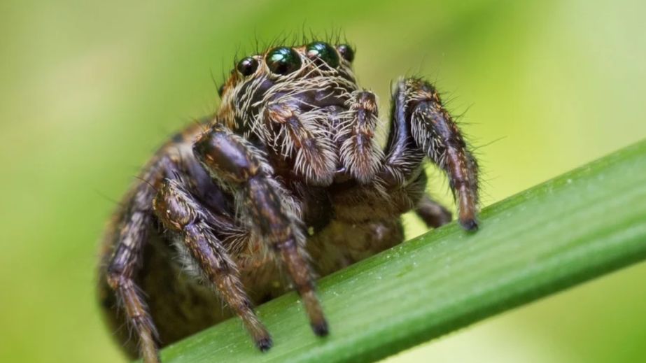 Необычная находка: в Днепре обнаружили паука с ядовитыми зубцами